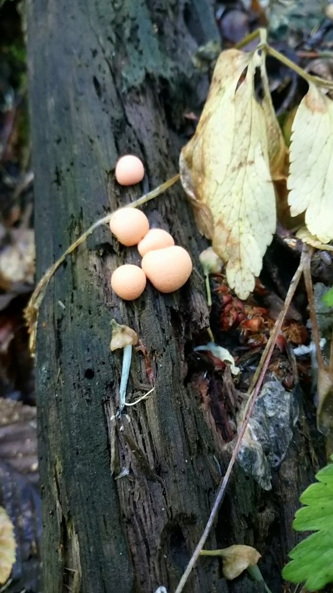 LX8111's tweet photo. #Blutmilchpilz #Wolfsmilch #LycogalaEpidendrum #Wolfsmilk #Schleimpilz #SlimeMold #SlimeMoldSunday https://t.co/1nLFHMsM6p