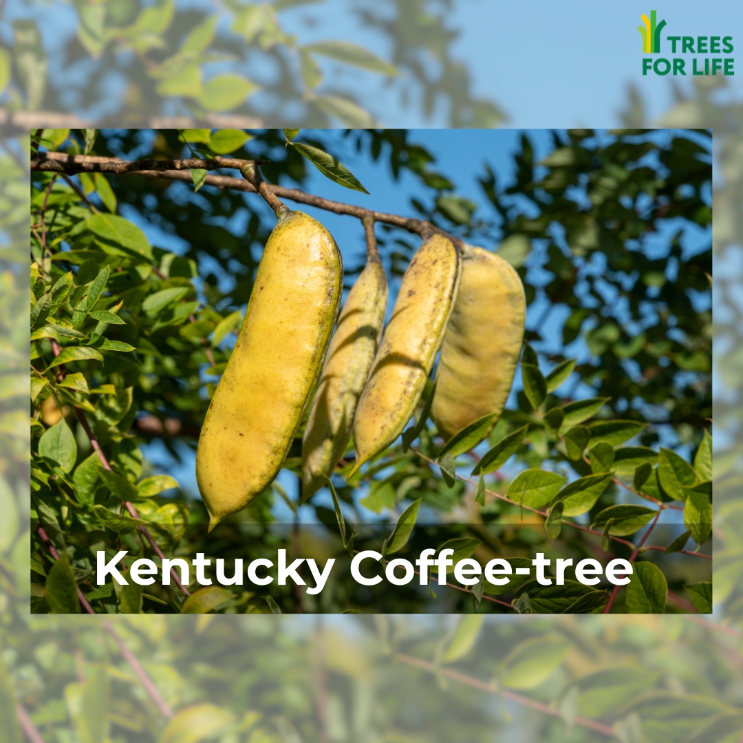 CdnTreesforLife's tweet photo. Get to Know Our Natives by Nature: The Kentucky Coffee-tree (Gymnocladus dioicus) is native to Ontario and can grow between 15 to 25 metres high. It is known for having the largest leaves of any Canadian tree. ๐ณ
Learn more: https://t.co/e1pXndwcE7.
#TreesForLife #AboutTrees https://t.co/RQizJgu8lO