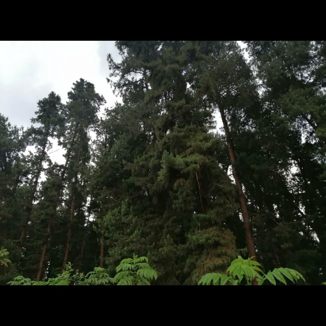 SueBuku's tweet photo. So sad to see the ban on logging being lifted. I was hiking in Kamweti Forest on Mt. Kenya a few weeks ago and the sight was disheartening. Having been there in Dec 2020, the scenes of the trails and forest were shocking. Check out the before (2020) and after (2023) pics. https://t.co/s8iuYpgCgb