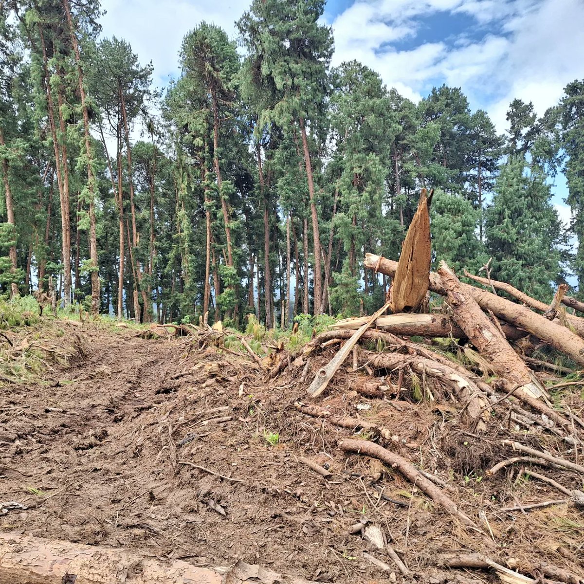 So sad to see the ban on logging being lifted. I was hiking in Kamweti Forest on Mt. Kenya a few weeks ago and the sight was disheartening. Having been there in Dec 2020, the scenes of the trails and forest were shocking. Check out the before (2020) and after (2023) pics.
