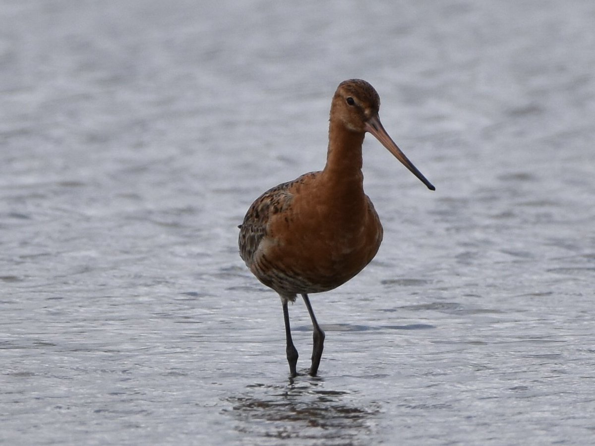 birder_uk's tweet photo. Black tailed godwit at Adwick Washlands
#TwitterNatureCommunity
#TwitterNaturePhotography
@BirdDoncaster https://t.co/tDL9wUgYa5