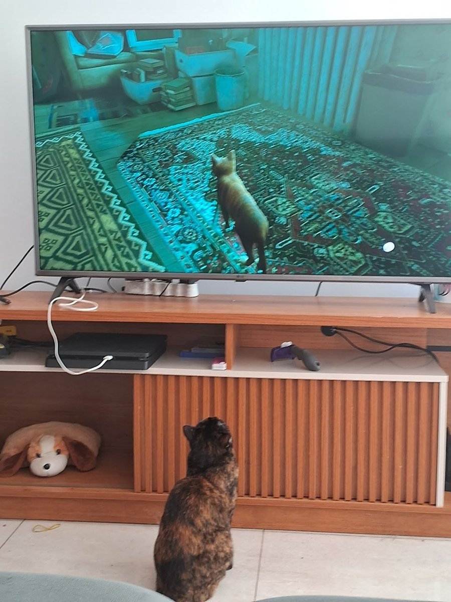 Minha gata olhando minha gata jogar o jogo do gato