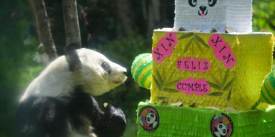 PUNTOFOCAL32's tweet image. #tendencia #XinXin, la panda que habita en el #ZoologicodeChapultepec #CDMX La #PANDA cumplió 33 años y festejo con pastel y piñata.