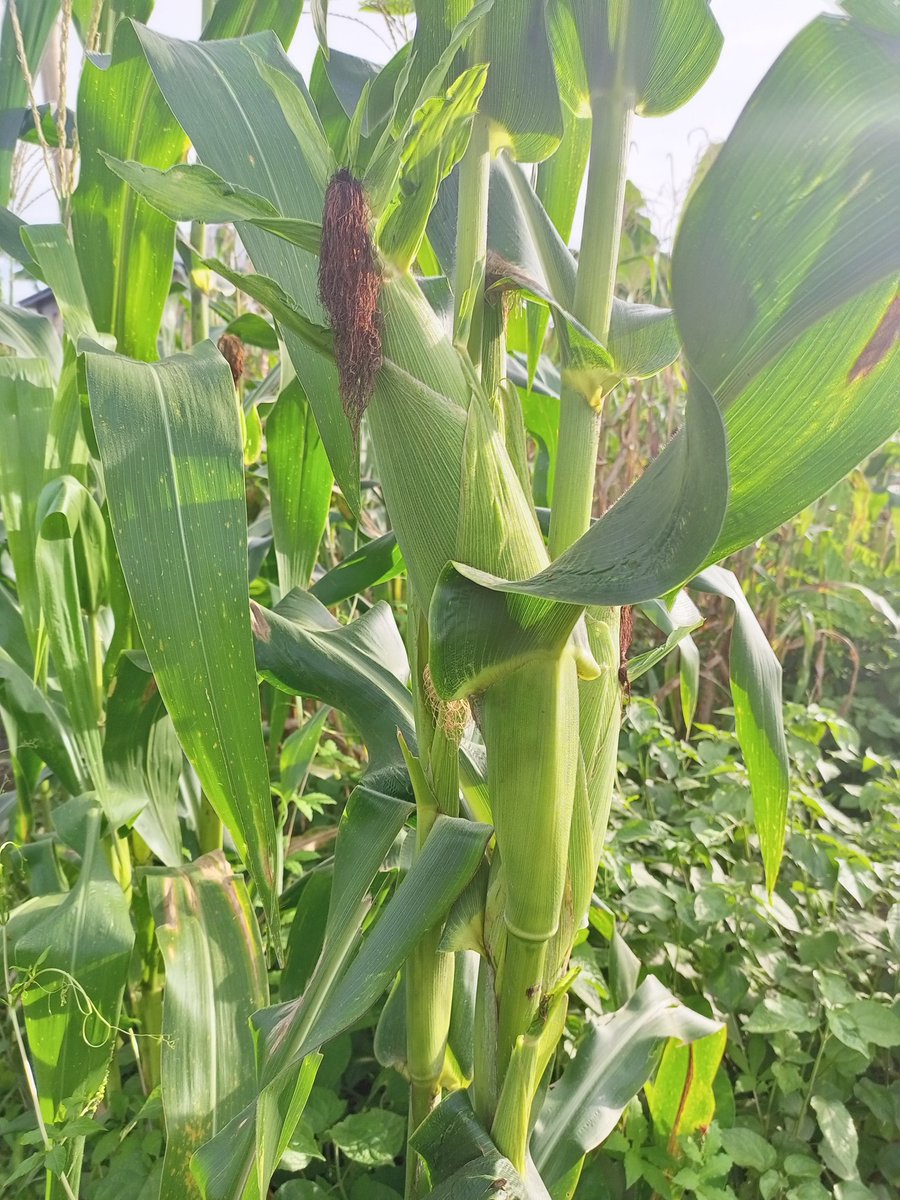 FuidBoost's tweet photo. Maize is 🌽🌽🌽🌽 is one of the most widely grown cereal crops. More than 300 million Africans depend on maize as the main staple food crop. About 50 species of maize exist. White, yellow, and red are the most common cultivated maize types.

#FuidBoost
#FoodSecurity
#ZeroHunger https://t.co/LtrgU0yf4W