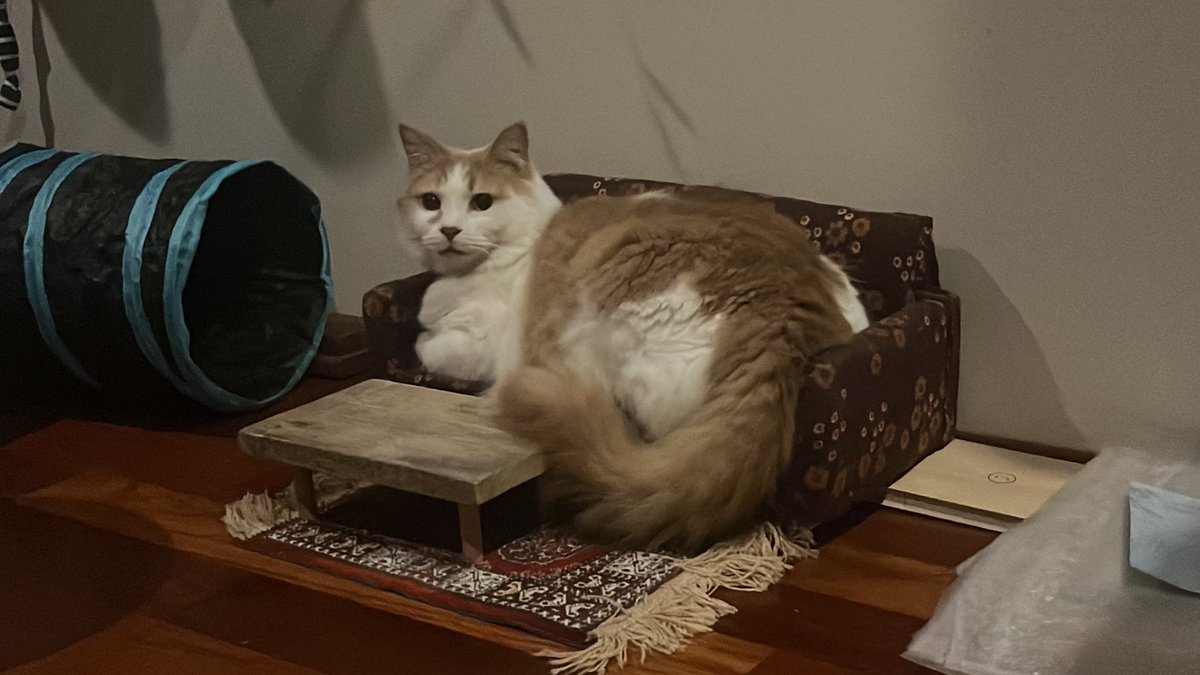 DemiLardner's tweet image. I made this really small couch for my cat.  Elon musk has a Rat Heart Attack every day.