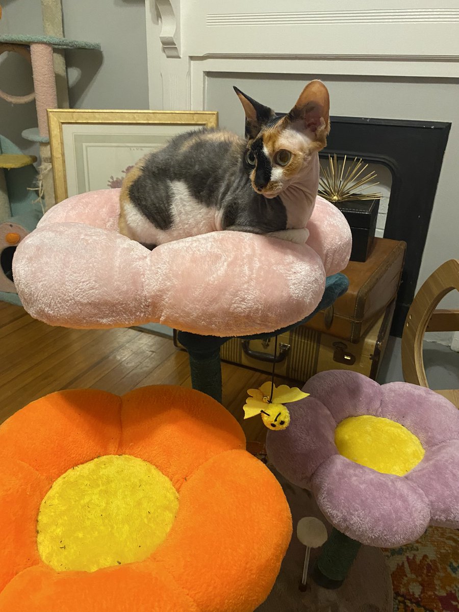 CalicoDaily's tweet image. Everything's slightly fuzzy