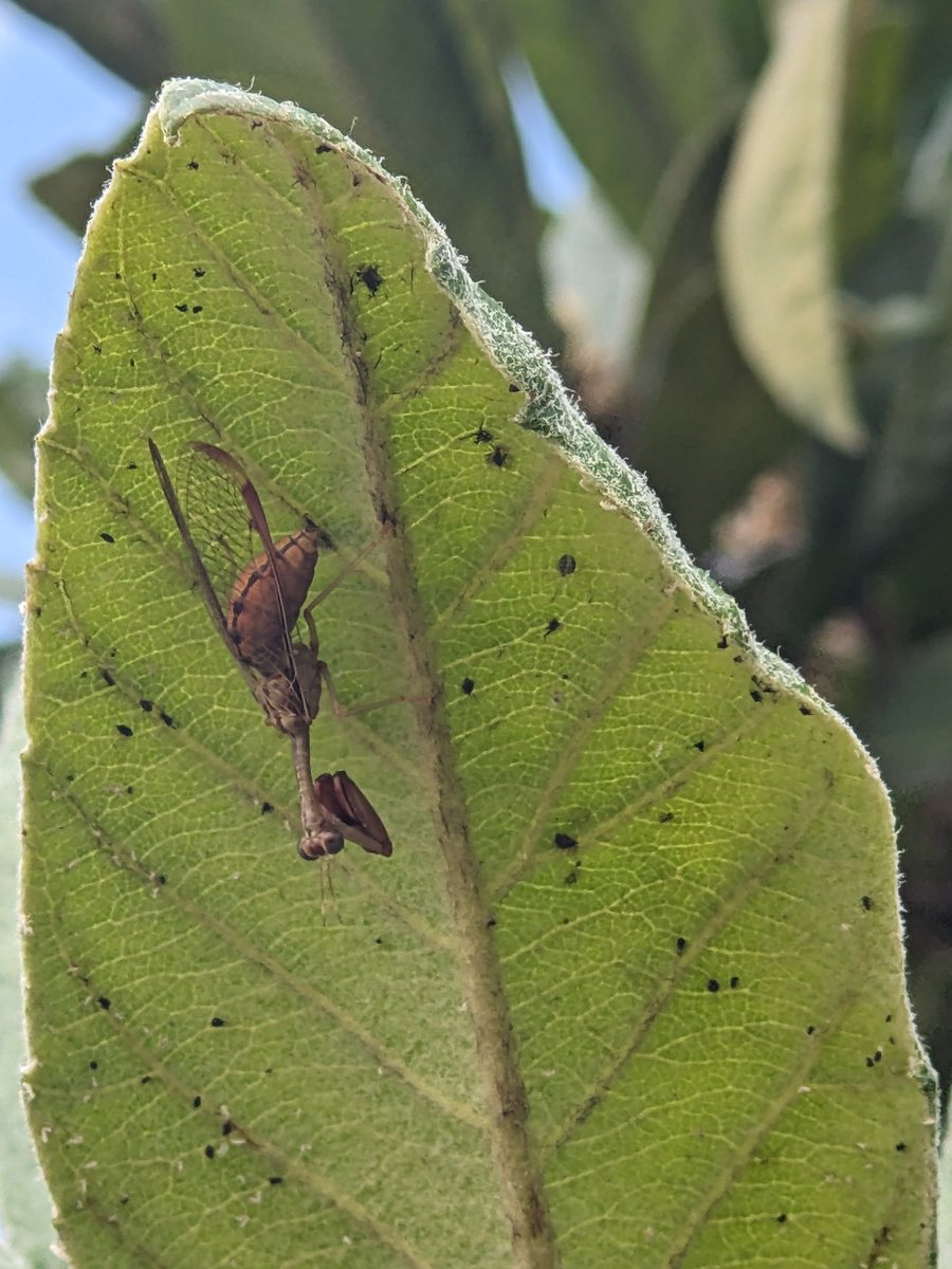 Stumbled upon this mantis. Can <a href="/UFEntNem/">UF/IFAS Entomology & Nematology</a> confirm if this is a "Lichen Mantis" or another species?