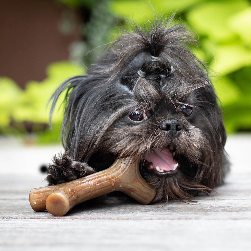 Treat your pup to a chew they'll love while promoting dental health! 🦷💪 Benebone chews are made with durable nylon and real flavors, providing a delectable and long-lasting chewing experience. Keep their teeth clean and healthy! petfood.express/benebone/ #petfoodexpress
