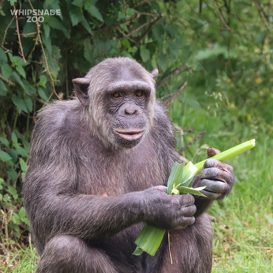 ZSLWhipsnadeZoo's tweet photo. Don’t call me a monkey! ❌🐒 Chimps aren’t monkeys, they’re great apes, just like us. They share 98.5% of their DNA with humans, but if you only consider active genes, it's more than 99%! Look out for our troop when you next visit - every ticket supports our vital conservation 🧡 https://t.co/JdItf5zTUZ