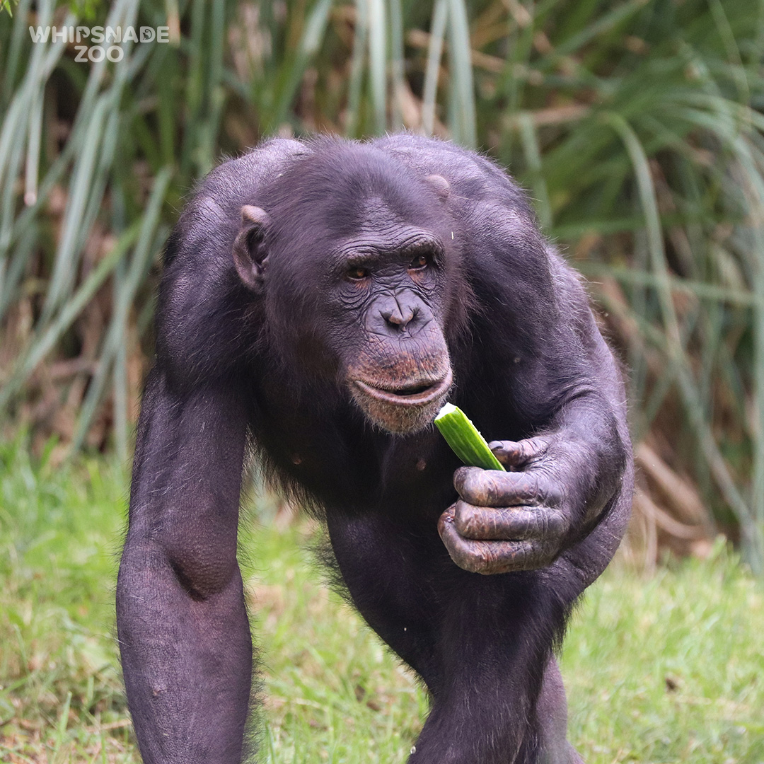 ZSLWhipsnadeZoo's tweet photo. Don’t call me a monkey! ❌🐒 Chimps aren’t monkeys, they’re great apes, just like us. They share 98.5% of their DNA with humans, but if you only consider active genes, it's more than 99%! Look out for our troop when you next visit - every ticket supports our vital conservation 🧡 https://t.co/JdItf5zTUZ