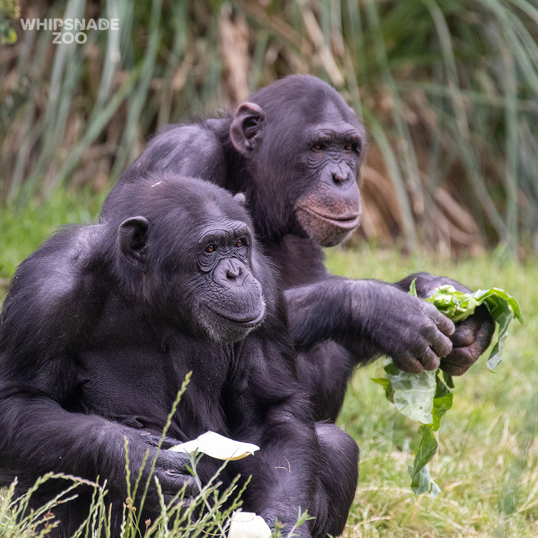 ZSLWhipsnadeZoo's tweet photo. Don’t call me a monkey! ❌🐒 Chimps aren’t monkeys, they’re great apes, just like us. They share 98.5% of their DNA with humans, but if you only consider active genes, it's more than 99%! Look out for our troop when you next visit - every ticket supports our vital conservation 🧡 https://t.co/JdItf5zTUZ