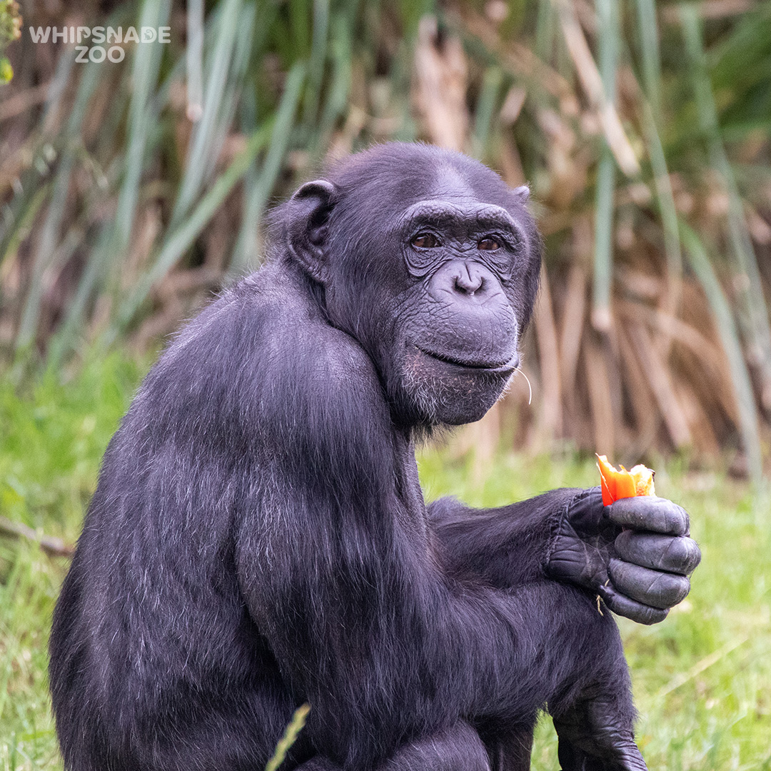 ZSLWhipsnadeZoo's tweet photo. Don’t call me a monkey! ❌🐒 Chimps aren’t monkeys, they’re great apes, just like us. They share 98.5% of their DNA with humans, but if you only consider active genes, it's more than 99%! Look out for our troop when you next visit - every ticket supports our vital conservation 🧡 https://t.co/JdItf5zTUZ