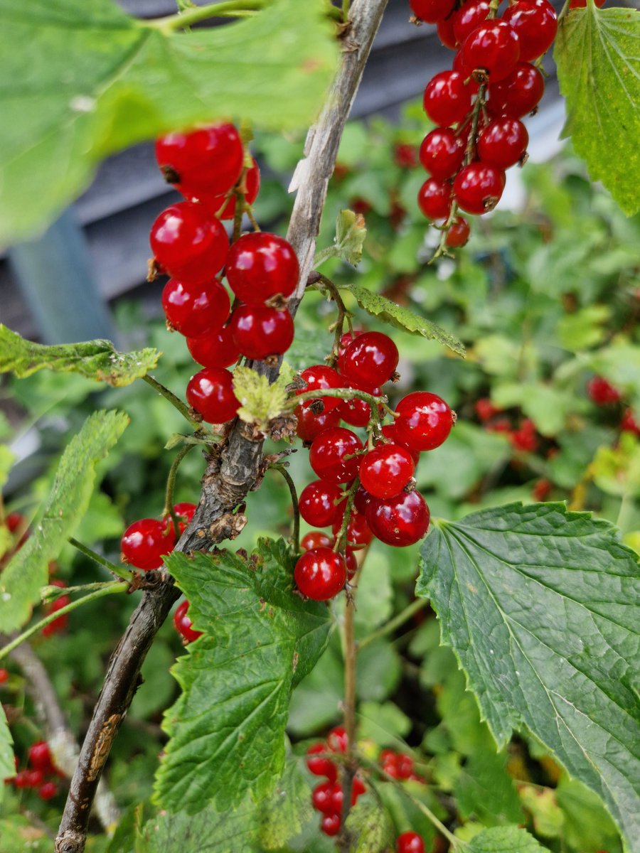 torsten_g28's tweet photo. Beerenzeit - (bald) erntefreif. #Gartentweet https://t.co/nzoTGhtUWc