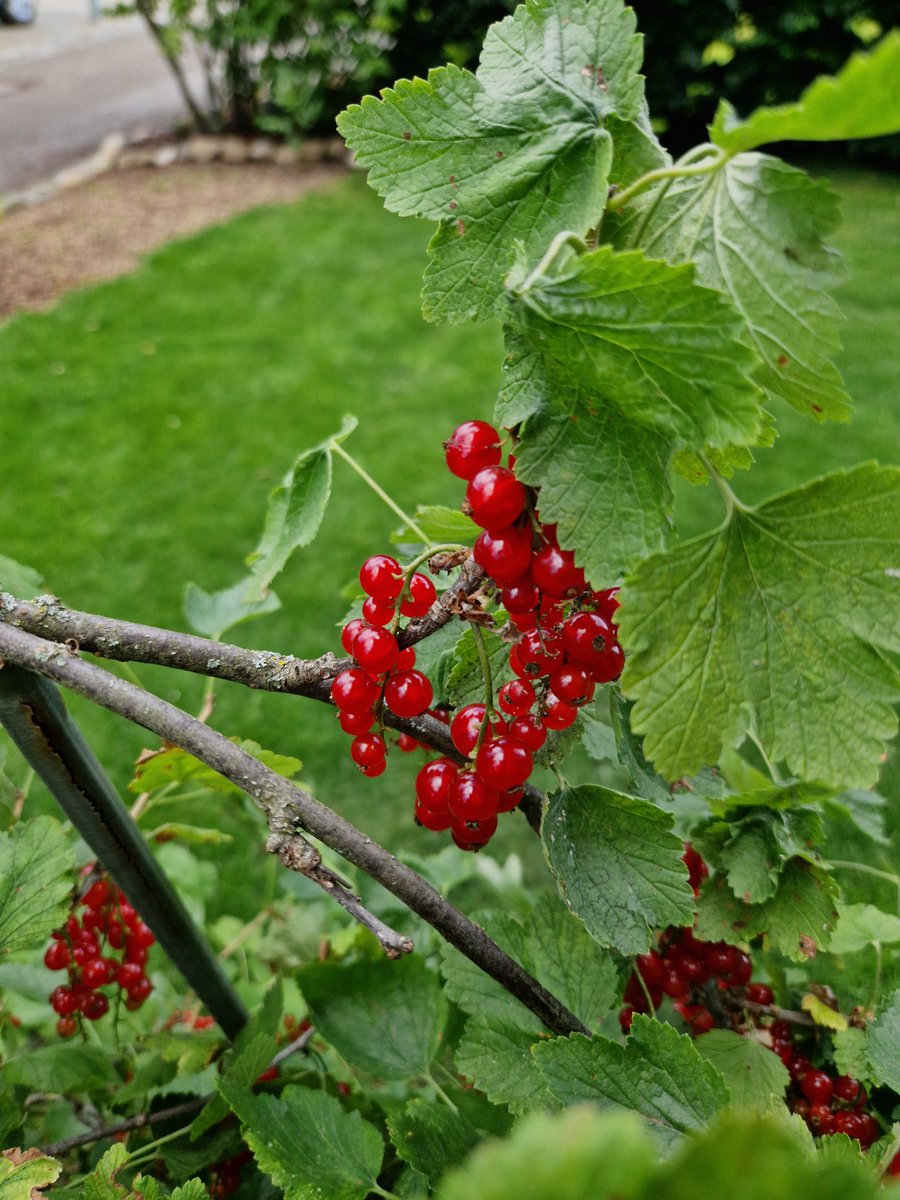 torsten_g28's tweet photo. Beerenzeit - (bald) erntefreif. #Gartentweet https://t.co/nzoTGhtUWc