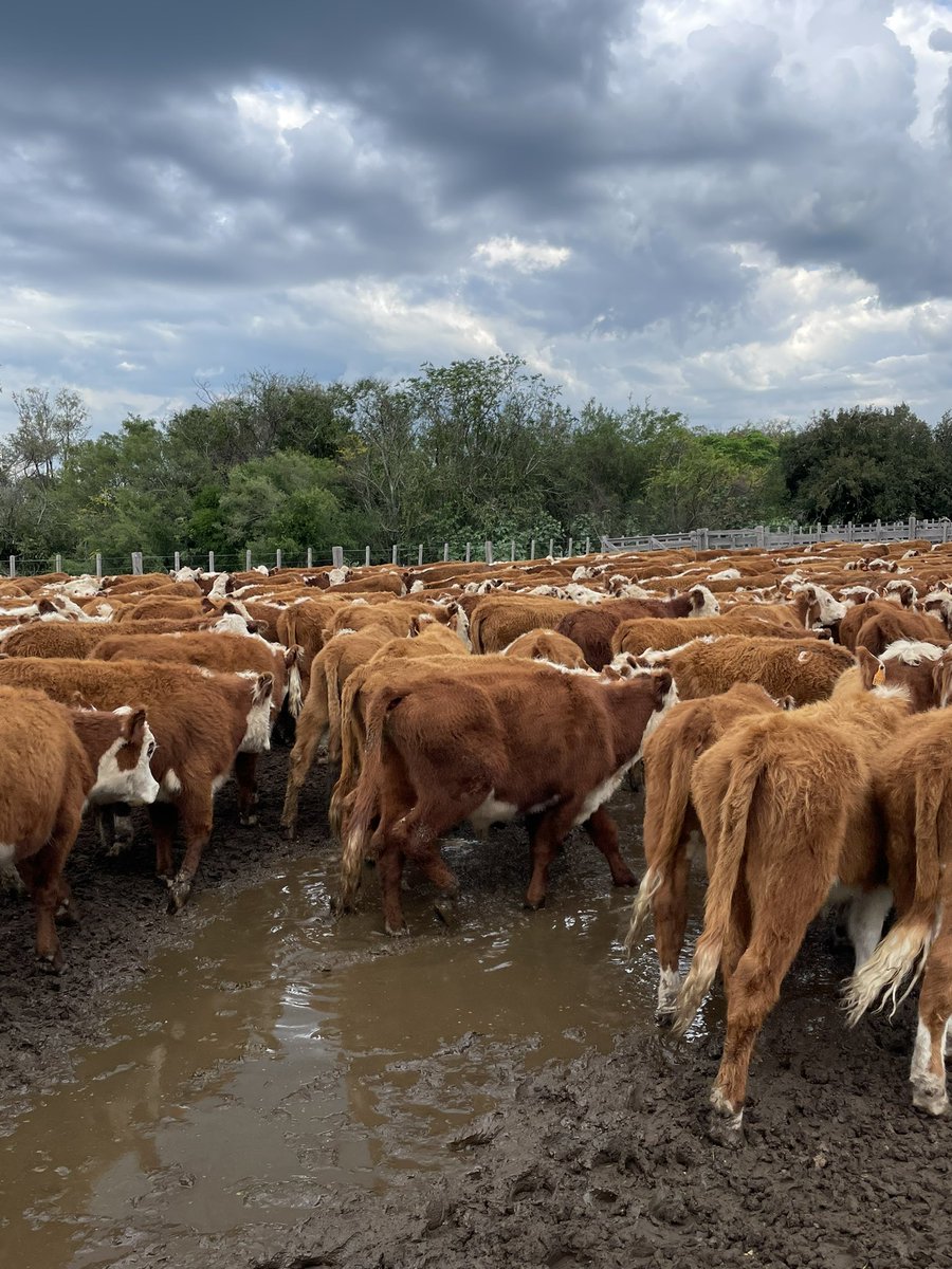 ramosgarciaagro's tweet photo. ✅#negociosparticulares 
✅9️⃣0️⃣6️⃣ novillos 1-2 años
✅VENDIDOS‼️
Gracias a la firma vendedora y compradora por confiar en nuestro servicio‼️
“En los negocios agropecuarios, lo mejor, siempre está por venir” https://t.co/FtifpIpSX7