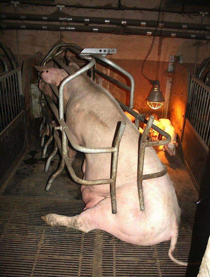 DrFarazHarsini's tweet photo. Arguing against veganism is insisting that we should needlessly exploit animals and support animal cruelty. https://t.co/eb8T4AsIeY