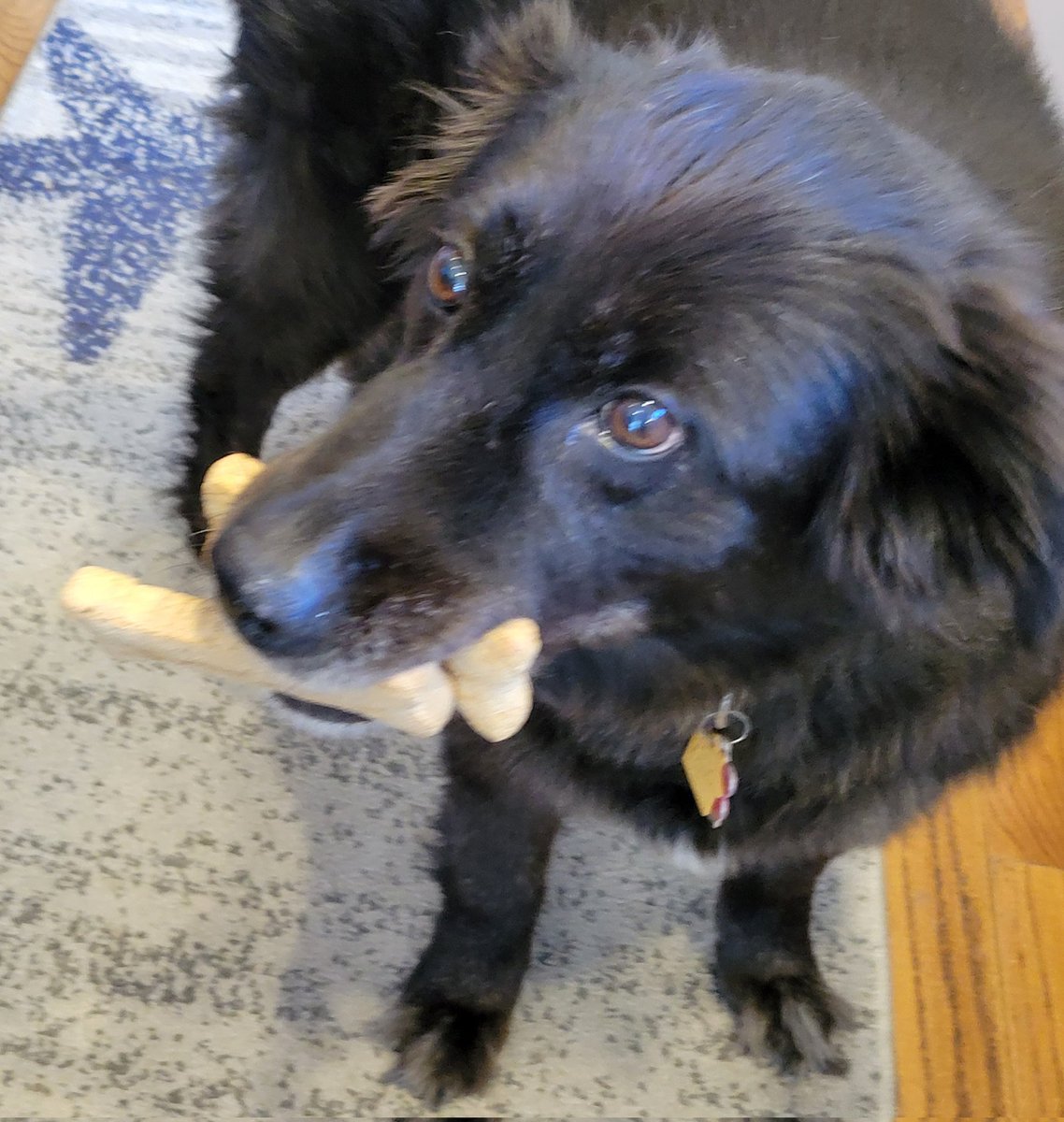 PetParentsPlace's tweet photo. We think our rescue girl Shiloh should be a Milkbone Model.  Please help us make it happen. ❤️

https://t.co/6yTigGbmLQ 

@MilkBone https://t.co/mz2FDtkO9K