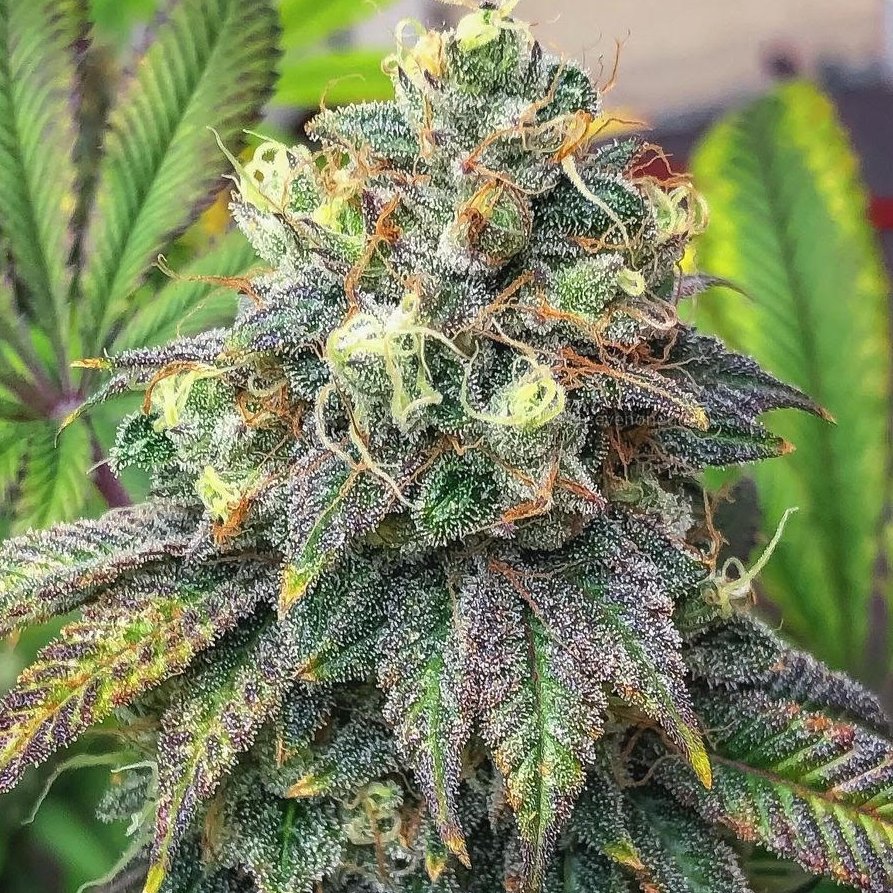 Mary Jane Blaze tweet media