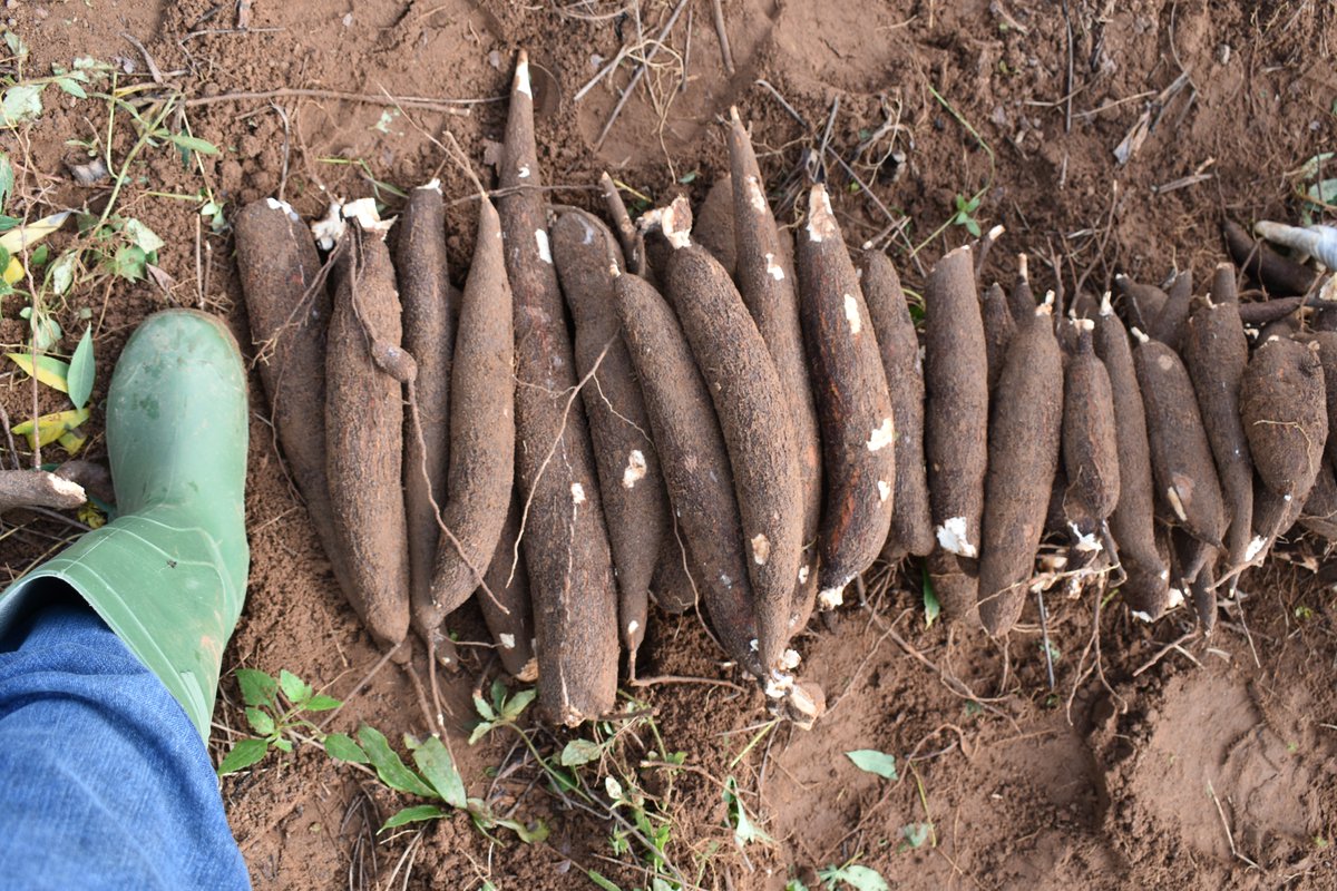 IYR (@ismail_y_r) on Twitter photo 1. 📣 Exciting news! Our latest #CASS and <a href="/NextGenCassava/">NextGen Cassava</a> research delving into the metabolic processes that affect dry matter (starch) content in #cassava has just been published in the TPJ (doi.org/10.1111/tpj.16…) <a href="/UniFAU/">FAU Erlangen-Nbg</a>, <a href="/MPIMP_Potsdam/">MPIMP Potsdam Golm 🌱🧪</a>, @Hochschule_KL <a href="/IITA_CGIAR/">IITA</a> 1. 📣 Exciting news! Our latest #CASS and <a href="/NextGenCassava/">NextGen Cassava</a> research delving into the metabolic processes that affect dry matter (starch) content in #cassava has just been published in the TPJ (doi.org/10.1111/tpj.16…) <a href="/UniFAU/">FAU Erlangen-Nbg</a>, <a href="/MPIMP_Potsdam/">MPIMP Potsdam Golm 🌱🧪</a>, @Hochschule_KL <a href="/IITA_CGIAR/">IITA</a>