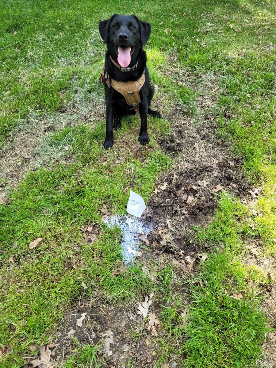 AquaDetection's tweet photo. K9 Jubel handlers pinpointing the location of water leaks and flag  investigation. K9 offer another solution for detecting and identifying leaks with accuracy and efficiency. Trust K9 Jubel and his experienced handlers to deliver exceptional results in leak detection. https://t.co/Ia9rBDQUrI