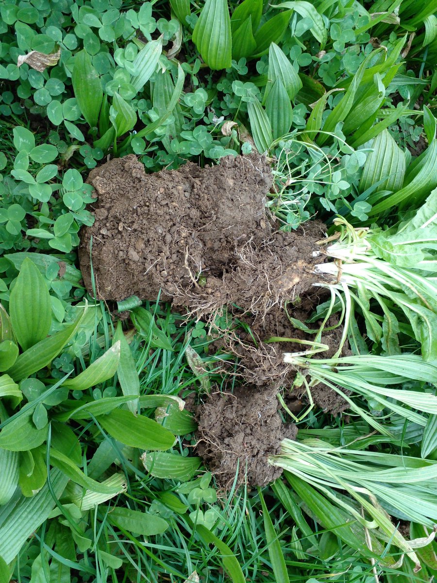 GeraghtyWIT's tweet photo. The MSc/PG Diploma in Organic and Biological Agriculture programme in @SETUAgriculture is open for application. More detail, application submission etc. please visit: https://t.co/xhKsb2OBl5
Closes 25th August next @agriculture_ie @NatOrgSkill @IrishOrganicA @organictrust https://t.co/JVCPsmGeFw
