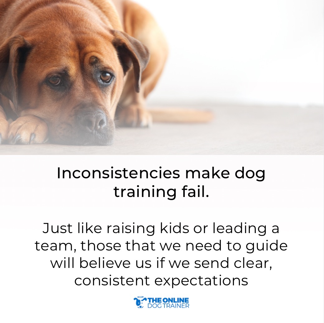 ImDoggyDan's tweet image. Stick to your training and be consistent, because this is how you find success in dog training.

Learn how to make a big difference in your dog training journey here: theonlinedogtrainer.com/number-one-rul…

#dogtrainer #dogtraining #dogtrainingtips #dogcare