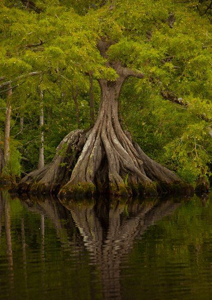 The poet Khalil Gibran said “Trees are poems that the earth writes upon the sky.” I love the idea of trees as poetry. Look at this magnificent, sublime tree in the Great Dismal Swamp. I wonder what wisdom lies within it? (photo by John Henley)