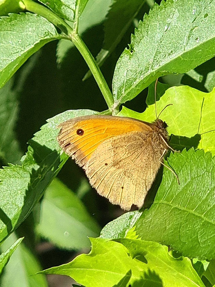 Gatekeeper seen on Blackwall Lane on the vegation along @growingforgold fence. @WildGreenwich @EGRA_London @FIMAC10 @GreenGreenwich @savebutterflies @joe_beale @wobblygreen