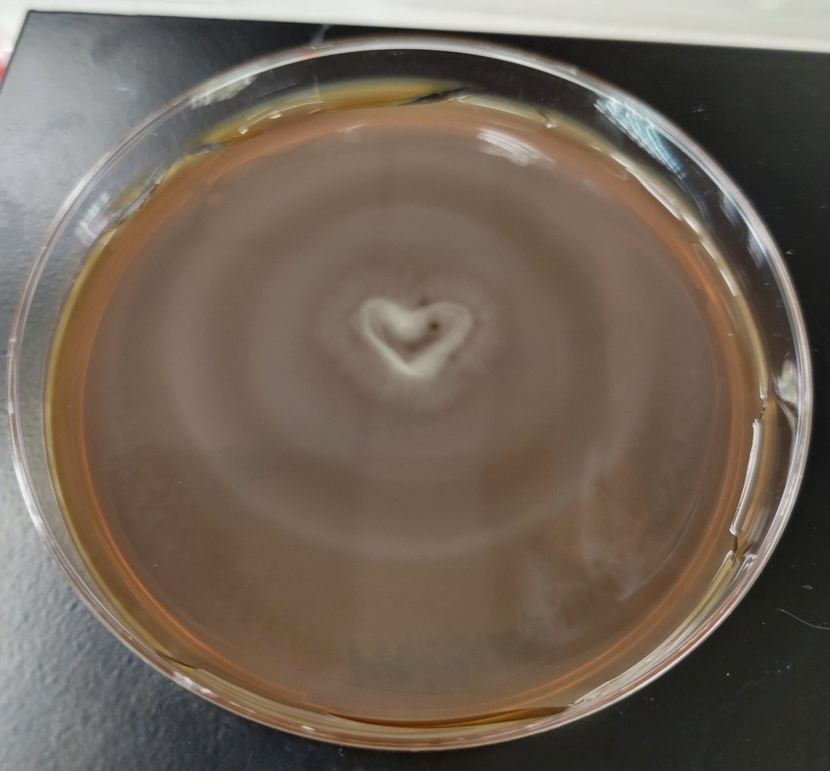 There is an Instagrammer called 'tinymicrobes' that posts the coolest and cutest #AgarArt I've ever seen. Totally stole this idea from her and made this simple swarming proteus heart 💗. This is only after 2 days of growth - check out those gnarly waves! 🌊