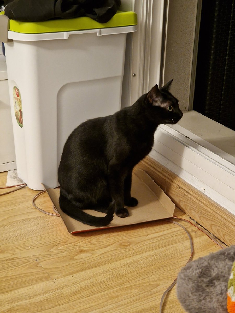 charlyducphoto's tweet image. #pizzacat