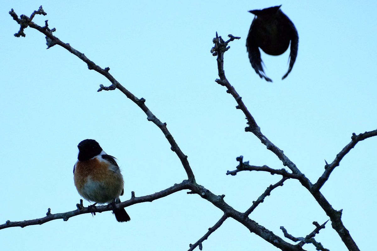 Gerry0504's tweet image. #Stonechat family antics 
#Tanfield this week
#Northumbria