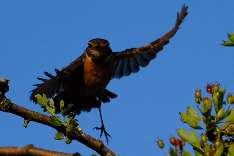 Gerry0504's tweet image. #Stonechat family antics 
#Tanfield this week
#Northumbria