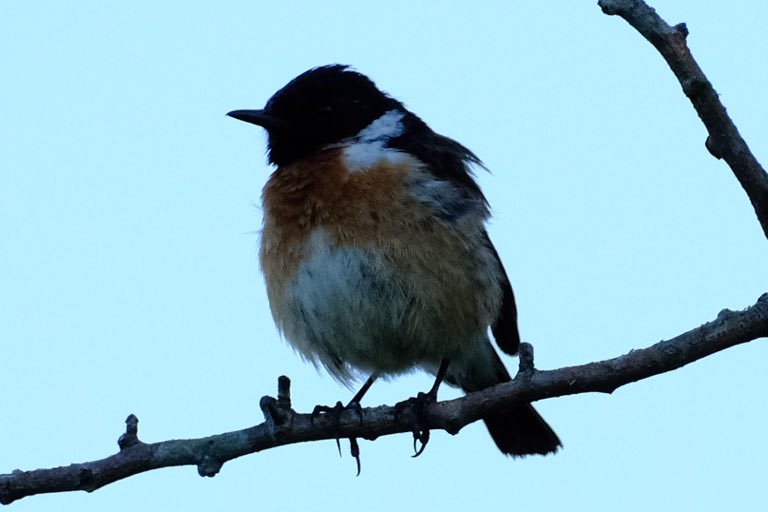 Gerry0504's tweet image. #Stonechat family antics 
#Tanfield this week
#Northumbria