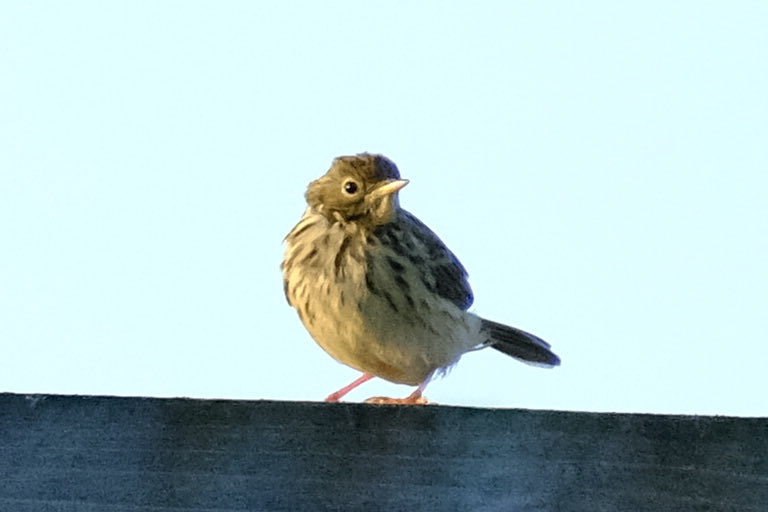 Gerry0504's tweet image. This week #Tanfield 
#Northumbria