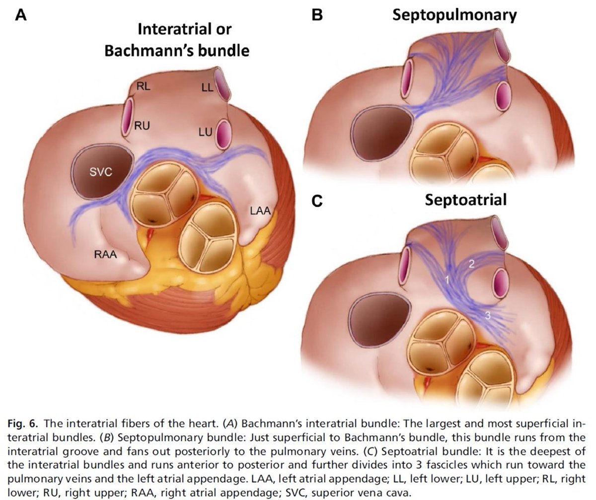 Conducción interatrial
No hay fibras de conducción.
Miocitos (no especializados) orientados similarmente

Haz de Bachmann
Haz septopulmonar
Haz septoatrial

#backtobasic #EKG