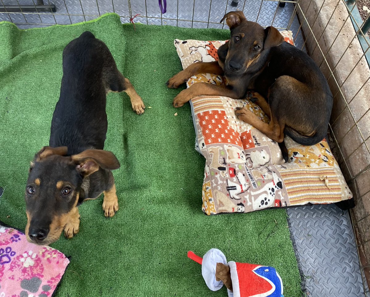 MundoPatitas's tweet photo. Estos Mix de Doberman siguen creciendo y creciendo, y nadie pregunta por ellos 

Sino se adoptan ahora que aún son cachorros, difícilmente se adoptarán más adelante y se tendrán que ir al albergue, y ellos merecen un hogar. 

Adopta CDMX, vacunados, esterilizados. Wa 5522195151 https://t.co/1oZbaIqJfp