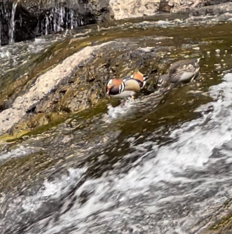 tata_tea's tweet photo. 奥日光　湯元温泉の泉源(Hot spring source)     

激流のオシドリ🦆　

竜頭の滝 https://t.co/sOcHFcExYK @YouTubeより

奥日光のオシドリ🦆には
激流も餌場の様です https://t.co/P6BAkPC5T8