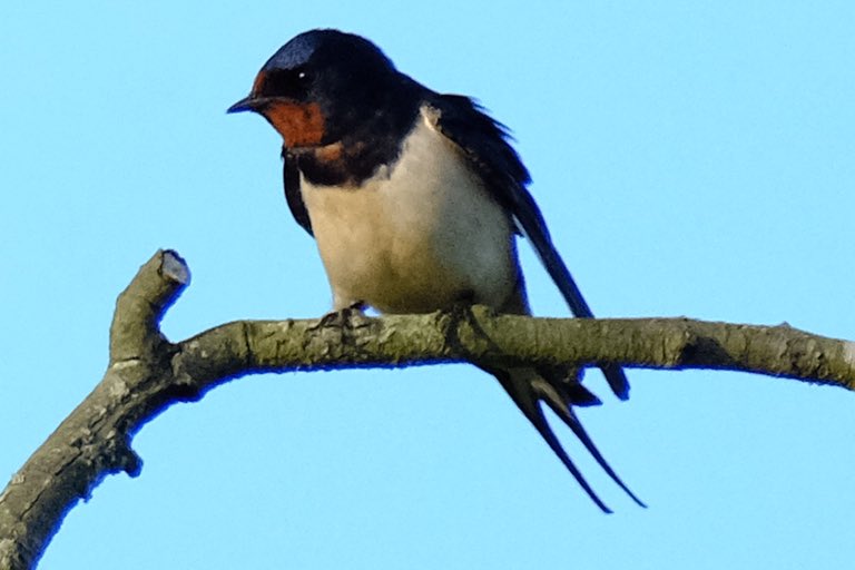 Gerry0504's tweet image. Nonchalant observers 
#Tanfield
#Northumbria