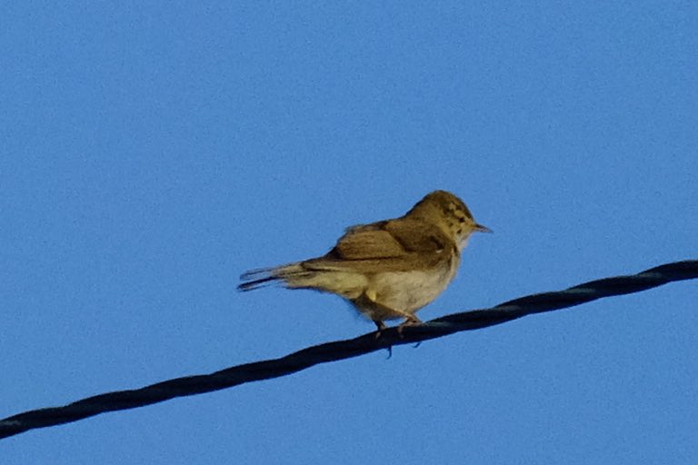 Gerry0504's tweet image. Nonchalant observers 
#Tanfield
#Northumbria