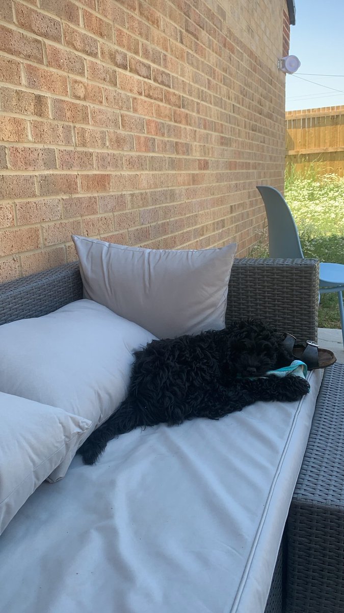 I might be openly grieving on the internet BUT I did get a puppy. 

He’s called Loki and he’s never allowed to die x