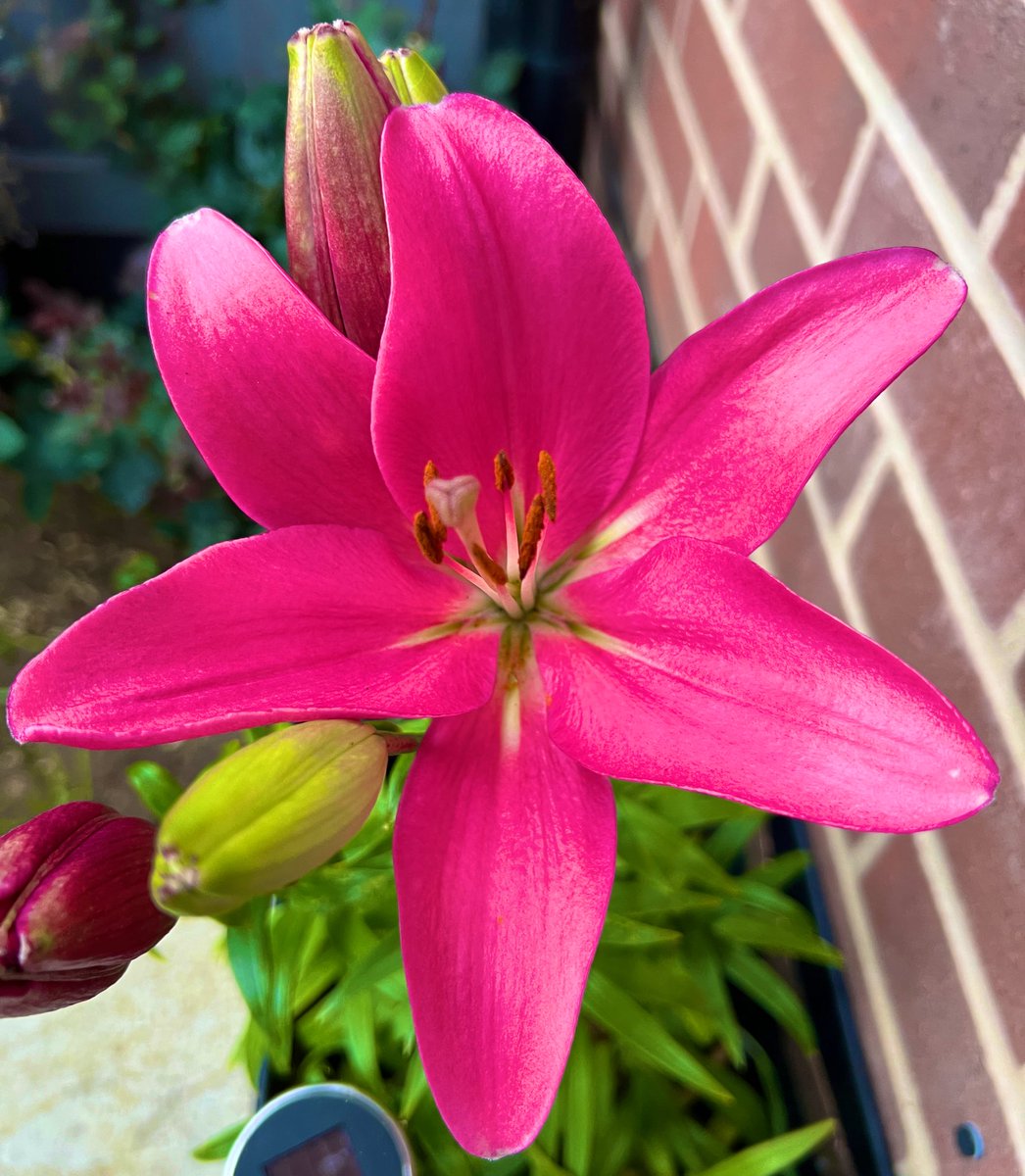 LillyFlower