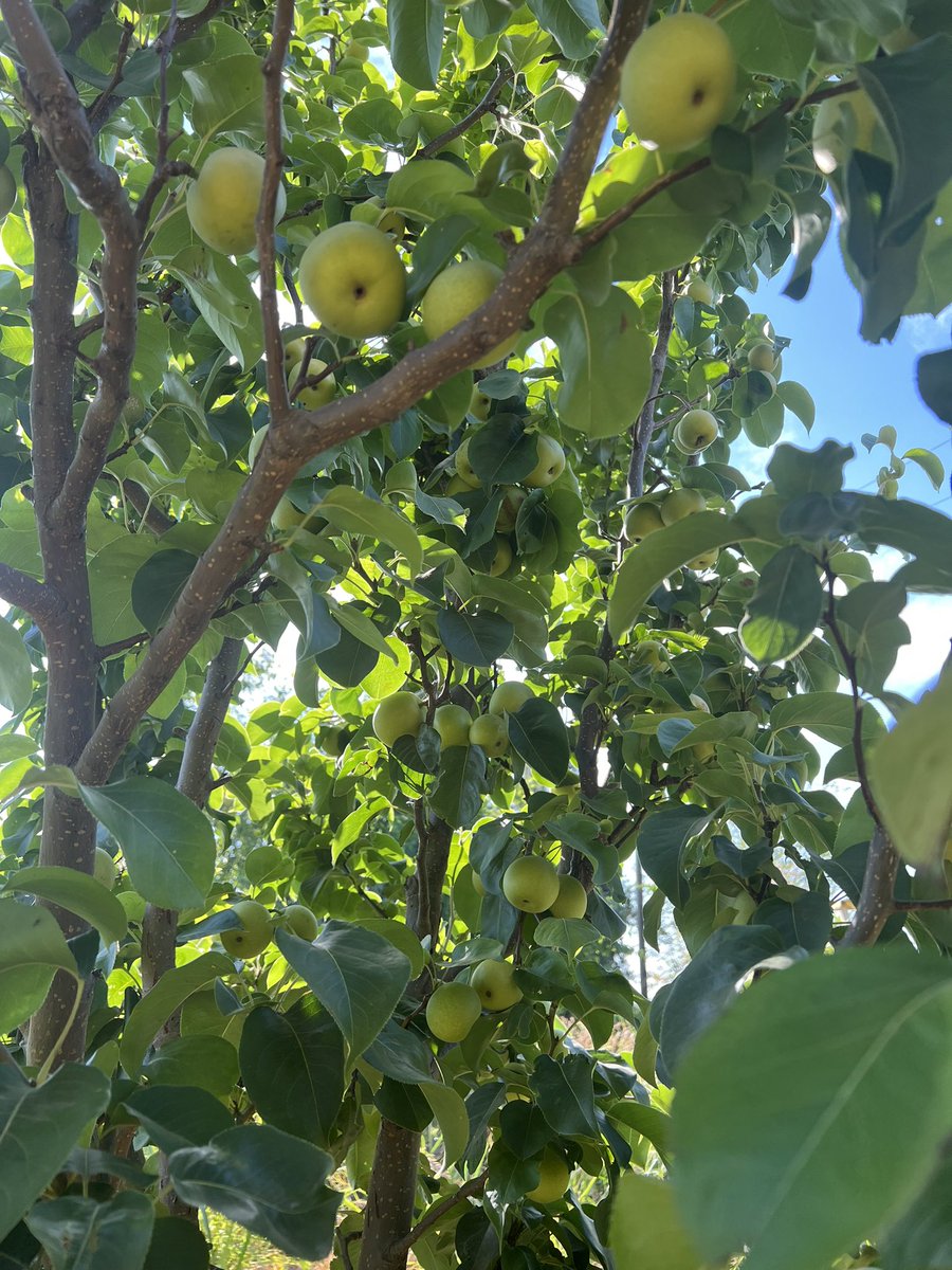norcalrose's tweet photo. Shinseiki Asian pears! They always have the most vibrant green tree leaves 🍐🌳🍃

#homestead #growyourownfood #northerncalifornia https://t.co/VWq5rjBvpm