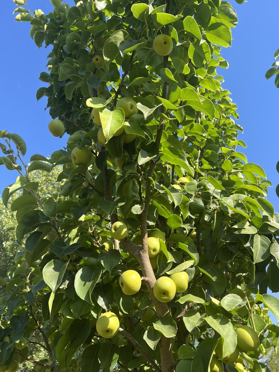 norcalrose's tweet photo. Shinseiki Asian pears! They always have the most vibrant green tree leaves 🍐🌳🍃

#homestead #growyourownfood #northerncalifornia https://t.co/VWq5rjBvpm