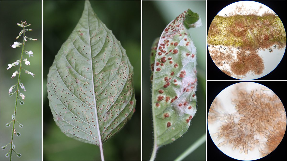 wheatpath's tweet photo. #Rust on broad-leaved enchanter's nightshade (#Circaea lutetiana) caused by #Puccinia circaeae, here at the telial stage – the only one known (Les Clayes-sous-Bois, FR). https://t.co/Pjcu1yHATr