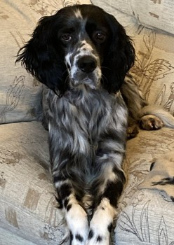 🆘2 JULY 2023 #Lost ALVIN #ScanMe Black, White & Grey Fleck English Setter Male Milford Park #Yeovil #Somerset #BA21 doglost.co.uk/dog-blog.php?d…