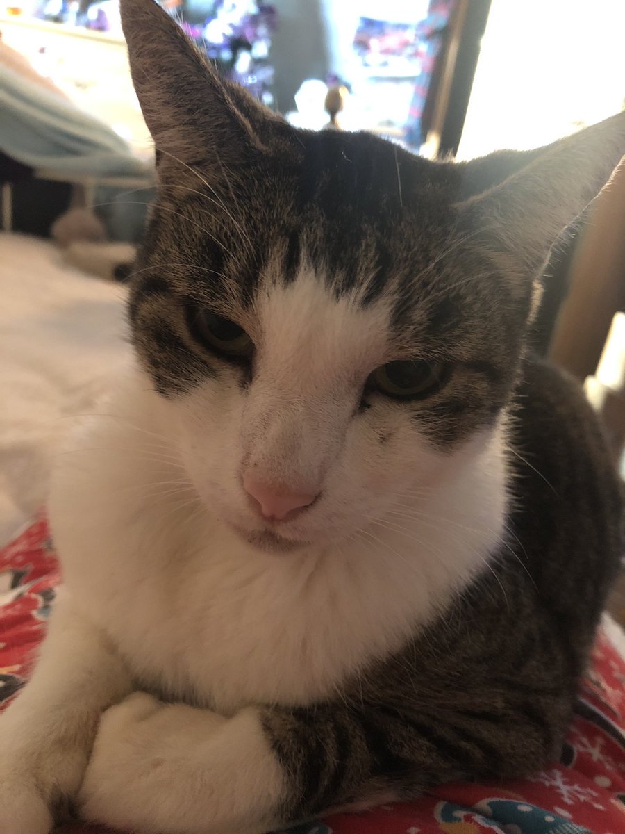 ijas666's tweet photo. @CaraLisette Meet Gordon. https://t.co/KunclD4fcF