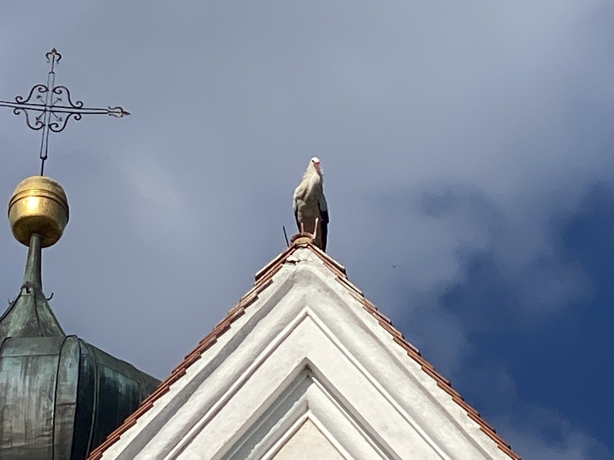 Herrmaennchen's tweet photo. #Storch unheilvoll. #Raisting https://t.co/Ql40abgAWd