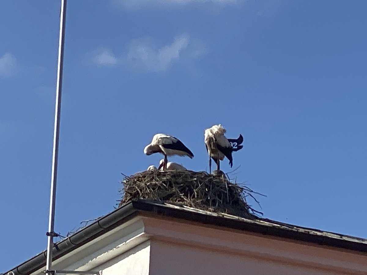 Herrmaennchen's tweet photo. Mögt Ihr Störche? Ich freue mich immer, wenn ich welche sehe. #Raisting https://t.co/X7hjGZaeaT