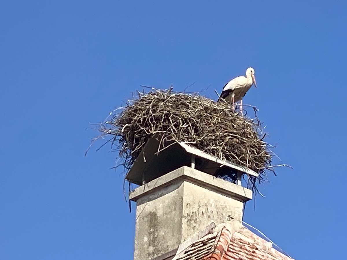 Herrmaennchen's tweet photo. Mögt Ihr Störche? Ich freue mich immer, wenn ich welche sehe. #Raisting https://t.co/X7hjGZaeaT