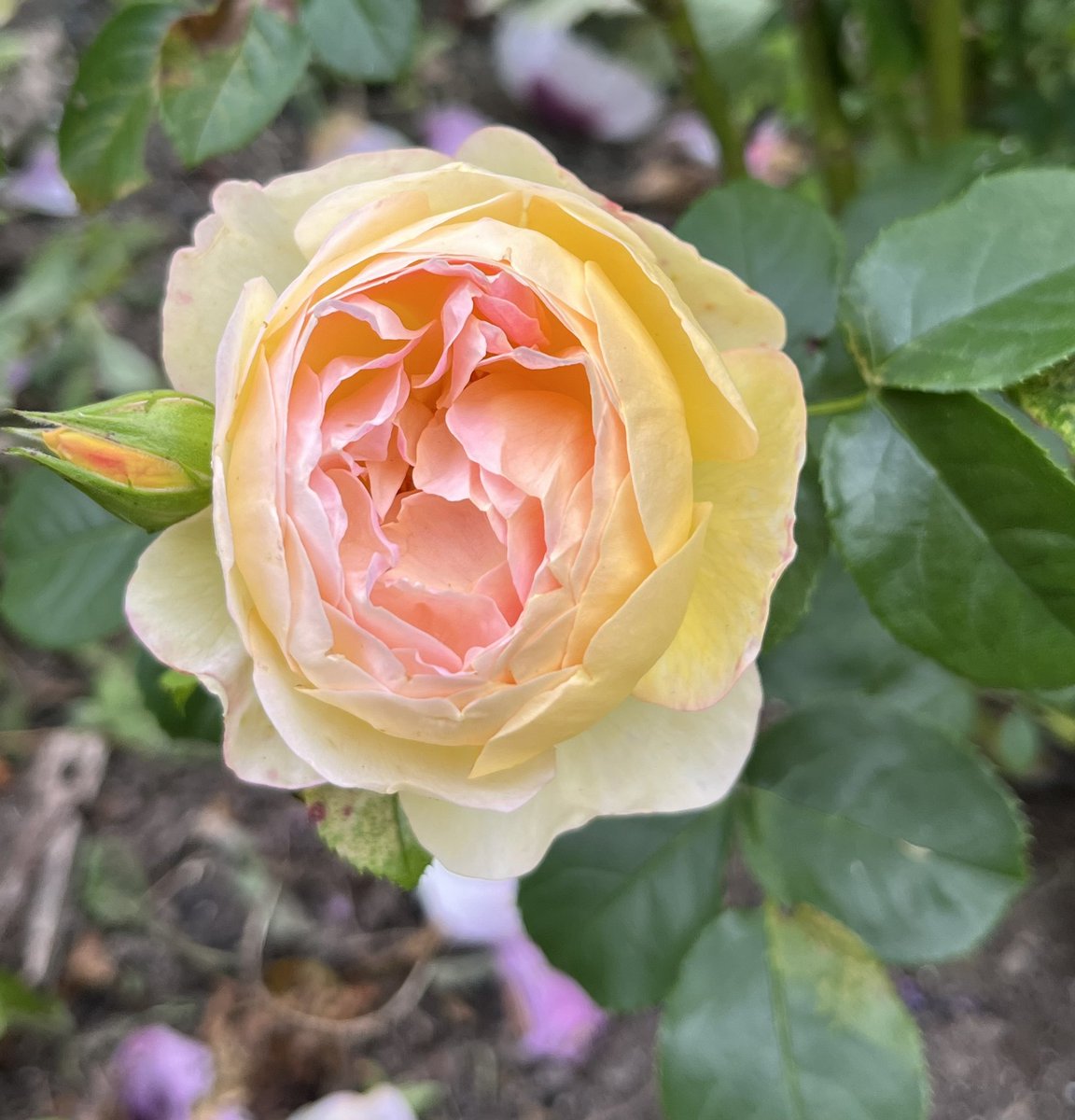 Today’s favourite rose - Belle de Jour #roseoftheyear 2021 - a good doer #roses #myroses #mygarden #GardeningTwitter